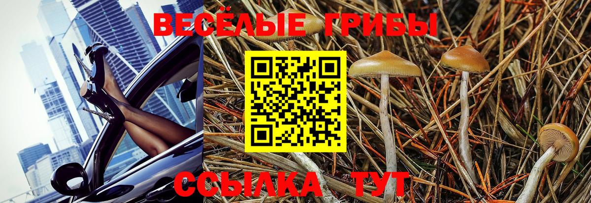 Псилоцибиновые грибы Cubensis Пугачёв