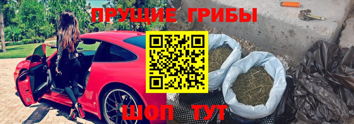 Пугачёв  Псилоцибиновые грибы Psilocybe  Вход с VPN 